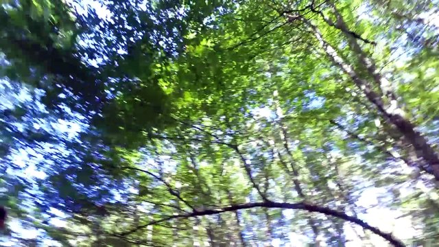 Longoz ormanlarında sonbahar güzelliği - KIRKLARELİ