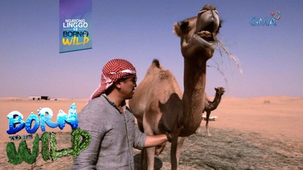 Born to be Wild: "Beast of burdens" ng disyerto, bibisitahin ni Doc Ferds!