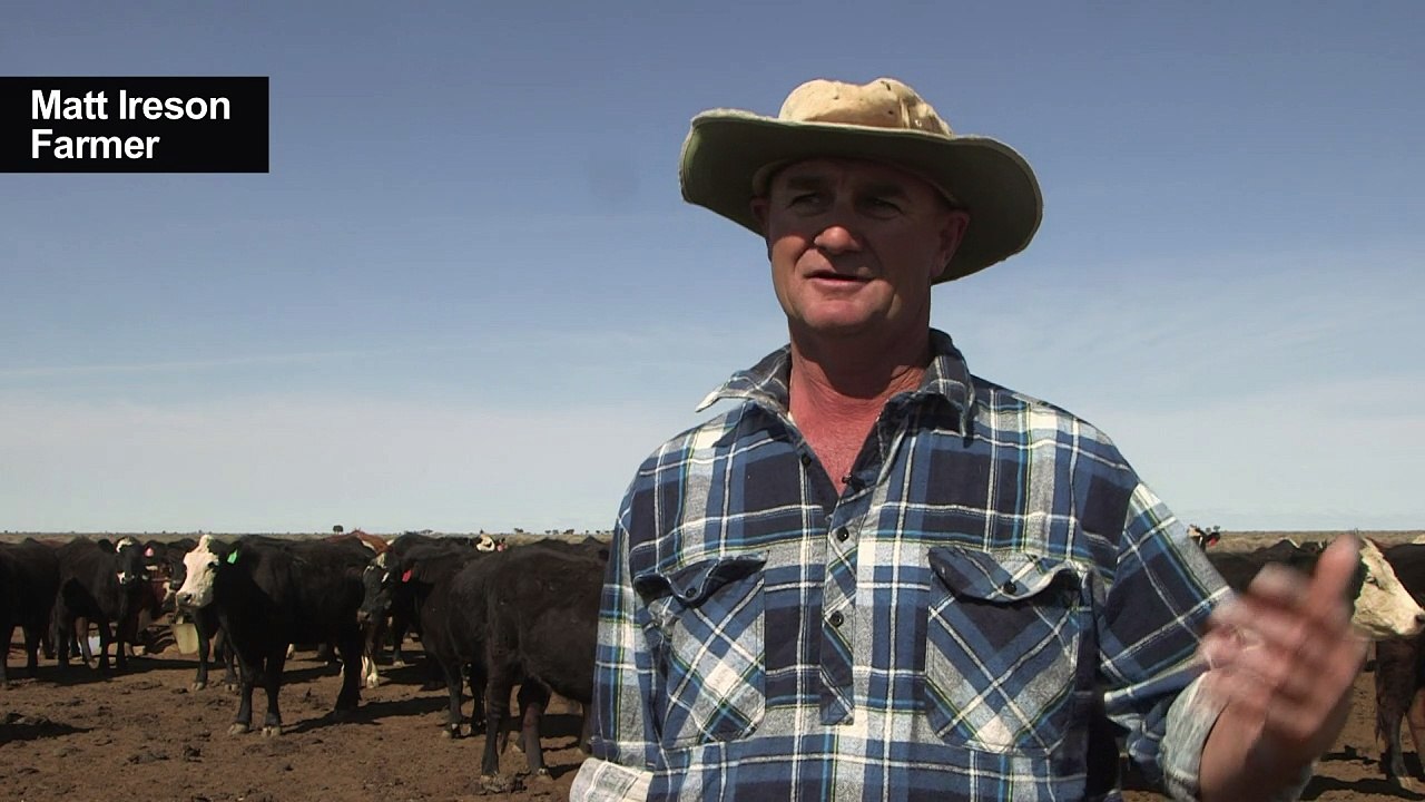 Vorsicht Kängurus: Dürre in Australien bringt mehr Wildunfälle