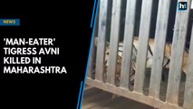 'Man-eater' tigress Avni killed in Maharashtra