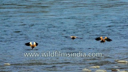 Ruddy shelducks take off from Kameng river in slow motion