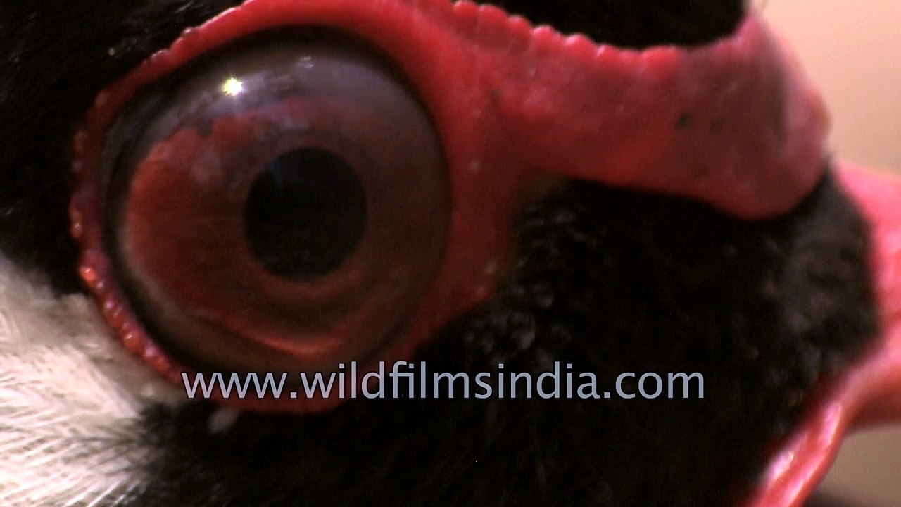 See bird Nictitating membrane in action