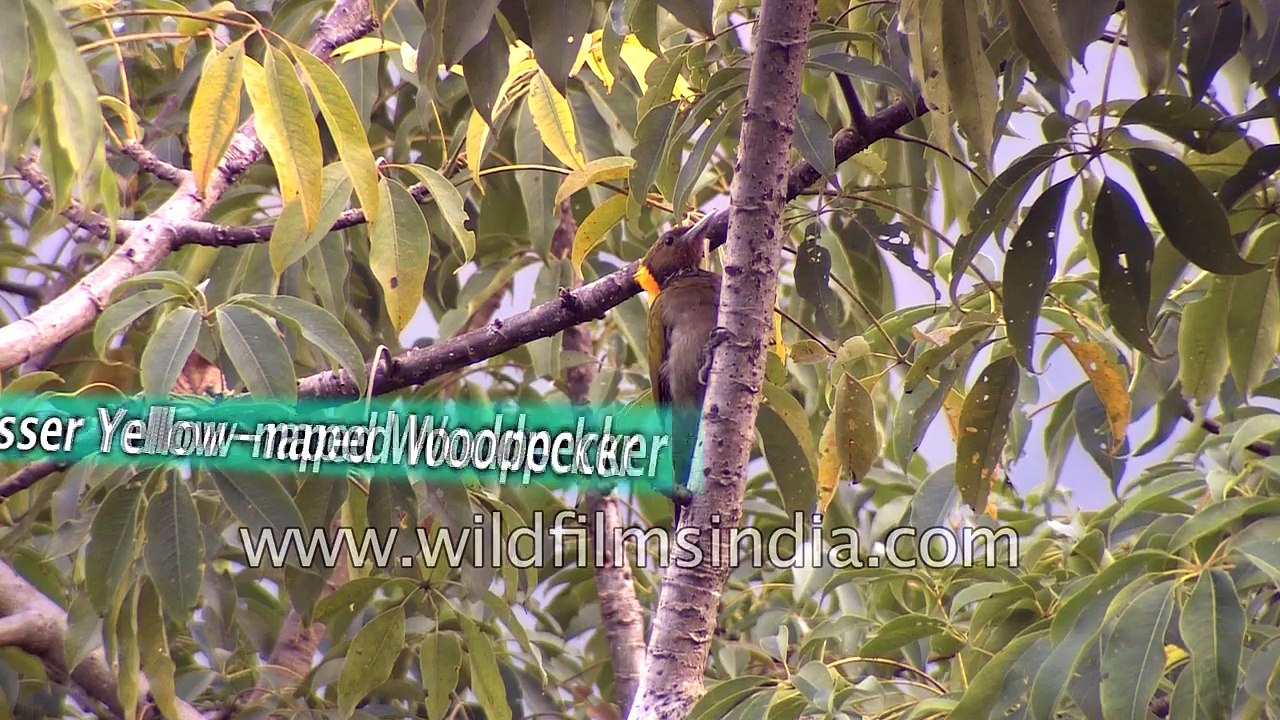 Sikkim - birding paradise extraordinaire