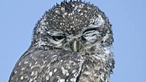 Spotted Owlet perches on a tree in Bharatpur