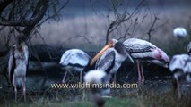 Storks forage for food and nesting materials in shallow waters with their young