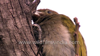 Woodpecker in Kumaon- Greater Yellownape or Picus Flavinucha