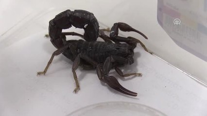 Akrep ve Yılan Sokmalarına Karşı "Kuru" Antiserum Geliyor