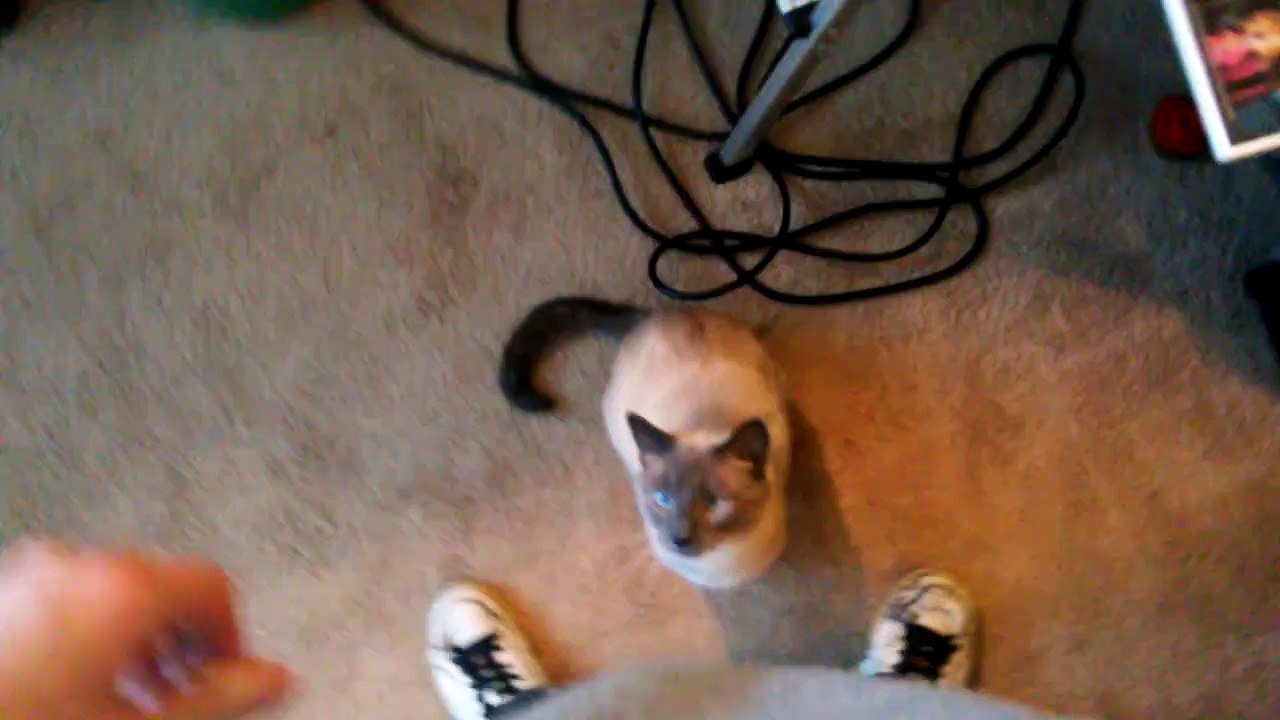 Funniest cats