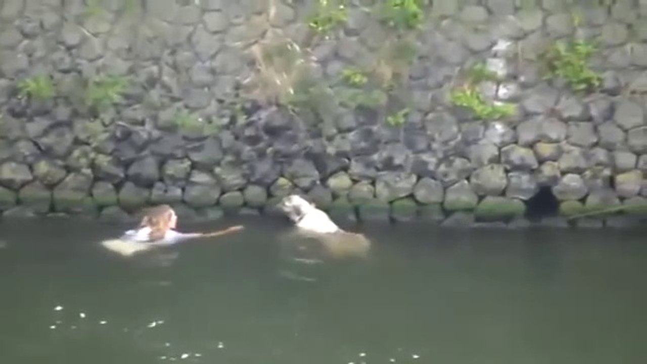 Une jeune femme saute dans un canal pour secourir un chien de la noyade.