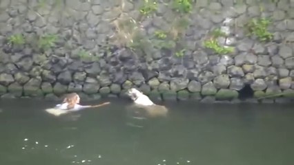Une jeune femme saute dans un canal pour secourir un chien de la noyade.