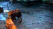 Evening mud fighting dogs after rain walk French Mastiff Doberman and Central Asian Shepherd Dog