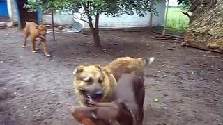 It needs to be watched to the end, Doberman and Central Asian Shepherd Dog attack Bordeaux Dogs, fascinating fights of big dogs.