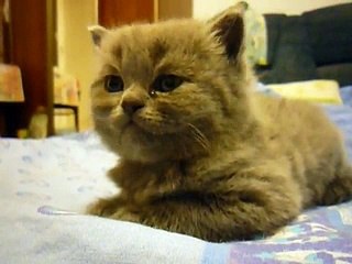 Kitten suddenly falls asleep
