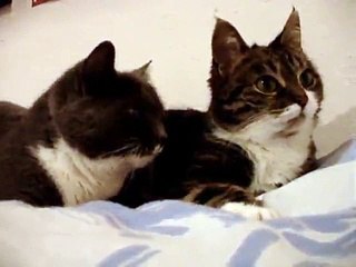 TURN ON YOUR SOUND THEY'RE TRYING THEIR BEST