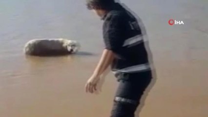 Cizre'de Nehirde Mahsur Kalan Köpeği İtfaiye Ekipleri Kurtardı