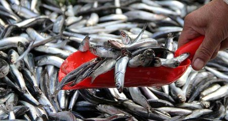 Hamsi 5 Liraya Kadar Düştü