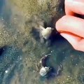 Crab Protects His Friend When An Annoying Human Tries Messing With Him