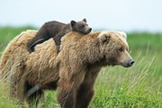 Un ourson adorable tente de rejoindre sa maman sur une montagne enneigée... pas facile