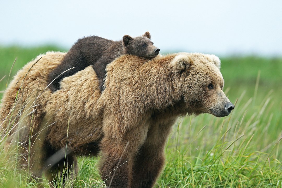 Un ourson adorable tente de rejoindre sa maman sur une montagne enneigée... pas facile