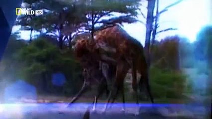 Animal Fight Club S01 E01