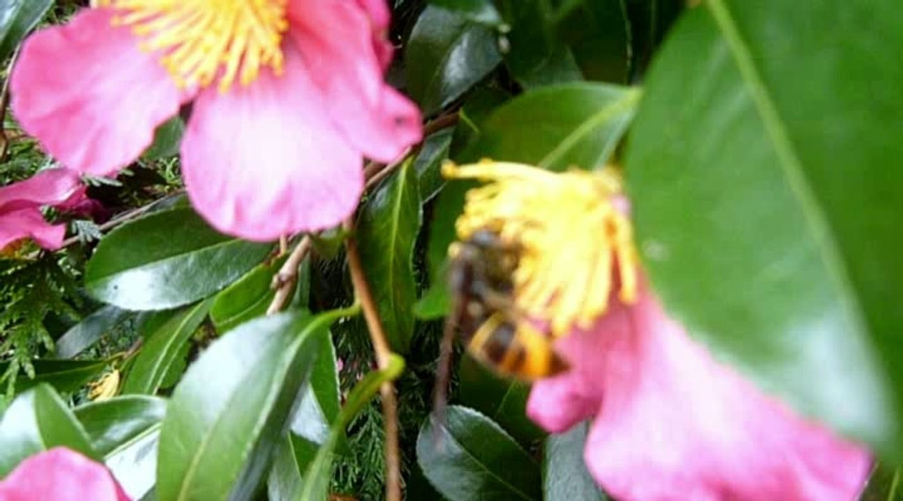 chasse aux frelons asiatiques