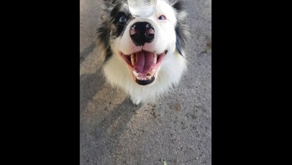 Disciplined dog excels at balance challenge