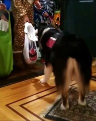 Good boy giving out candy.