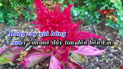 Chuyện Tình Không Dĩ Vãng Karaoke (4K) - Tone Nam