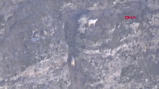 Bolu İtfaiye ve Afad'tan Kayalıklardan Keçi Kurtarma Operasyonu