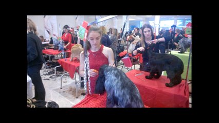 Record de participation au Championnat de France de toilettage à Saint-Maurice-de-Beynost