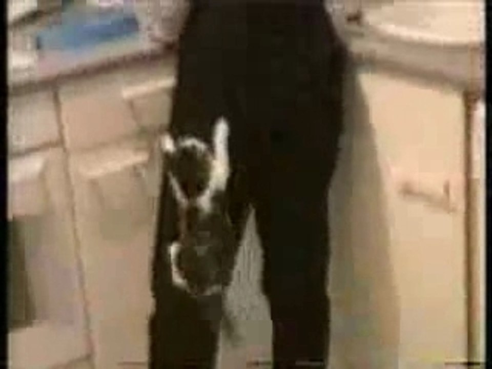 Mega-compil-funny-chats