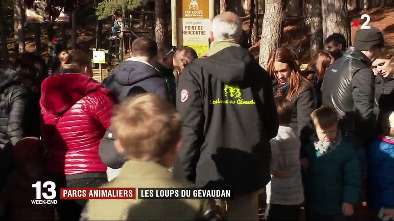 Lozère : à la rencontre des loups du Gévaudan