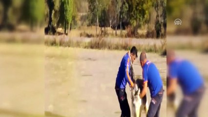 Mile saplanan eşeği AFAD ekipleri kurtardı - UŞAK