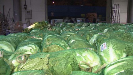 농식품부, 김장 때 배추 20% 늘려 공급 / YTN