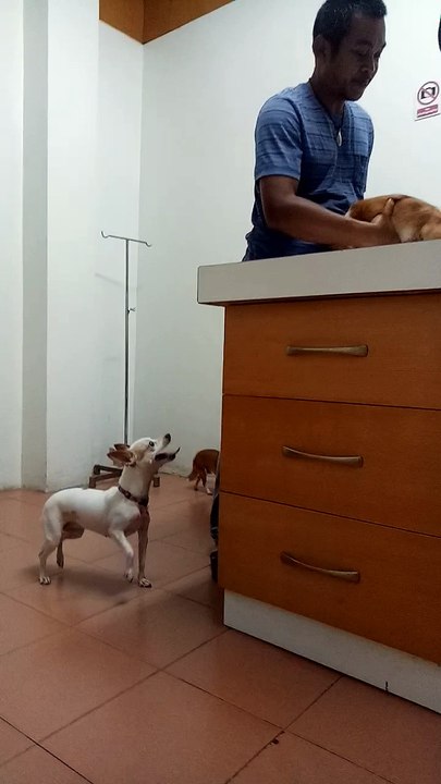 Dog Checks On Friend During Vet Visit