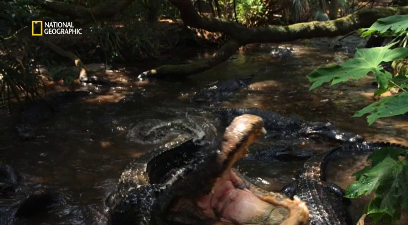 Destination Wild - Floride : Au royaume des alligators (Documentaire animalier)