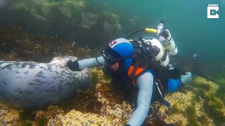 Seal and new friend