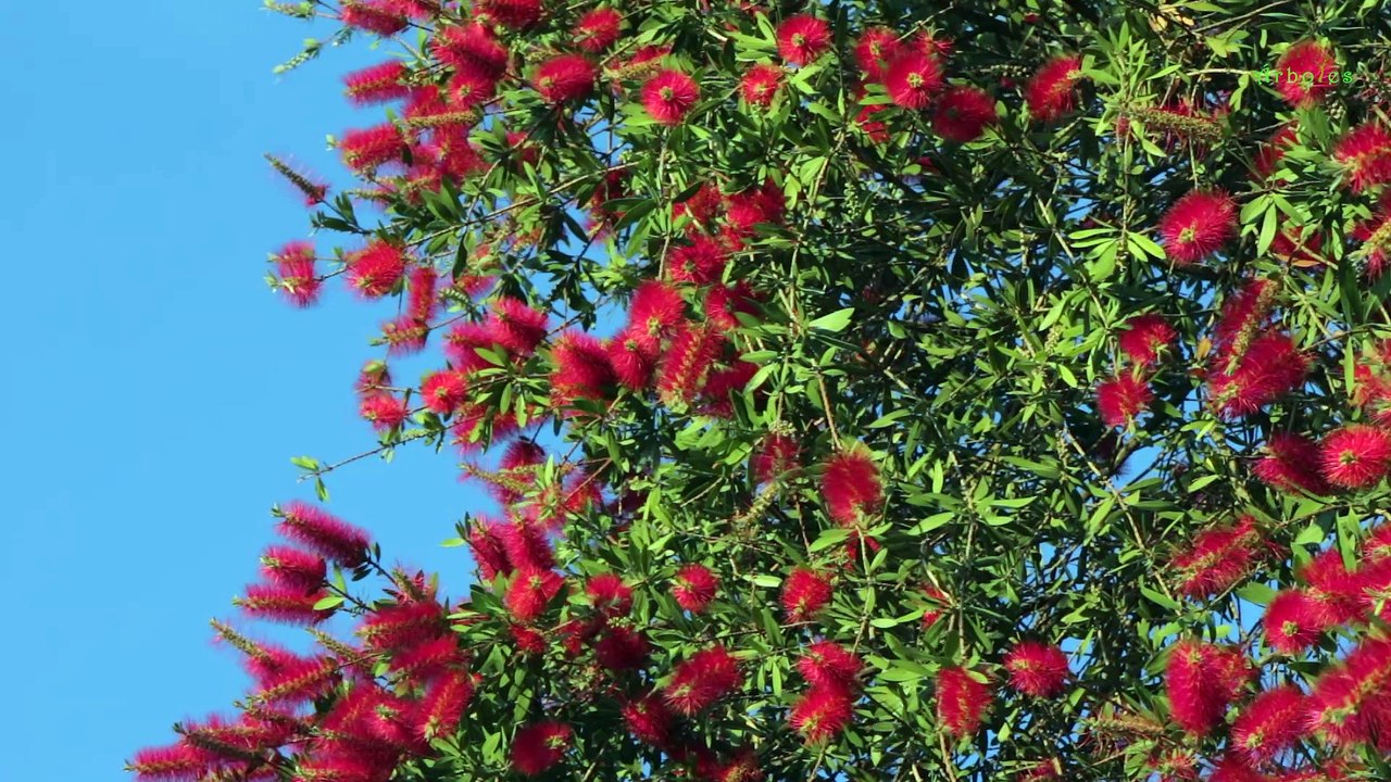 Limpiatubos / Cepillo rojo