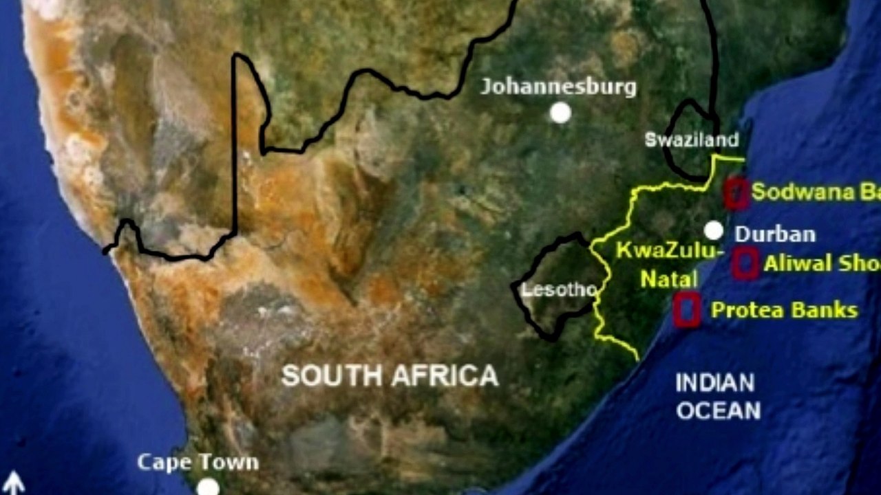 Baited Shark dive Protea Banks Zuid Afrika