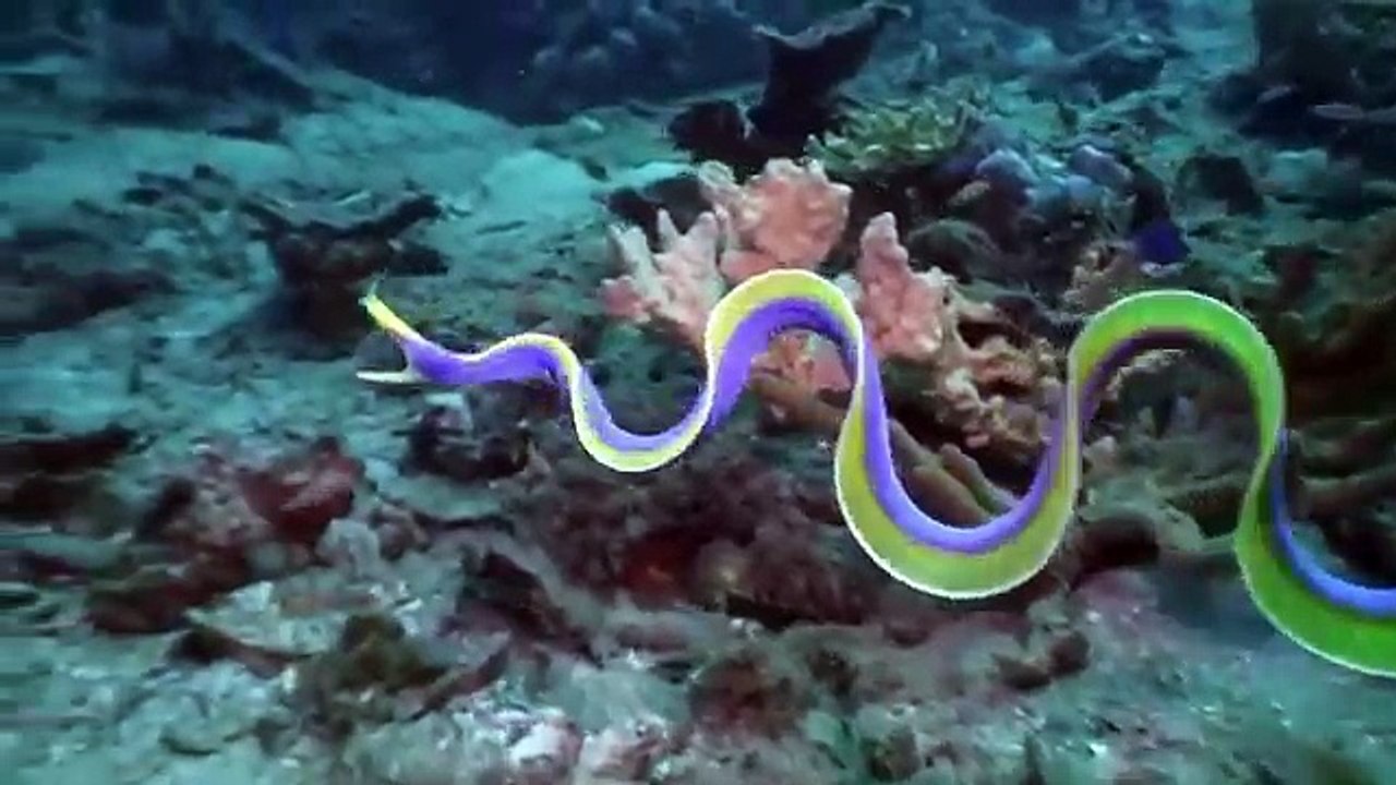 นี่ถือเป็น สัตว์พิศวง ที่เราจะไม่พูดถึงไม่ได้ ! . ปลาไหลริบบิ้น ( Ribbon moray eel ) เป็นปลาทะเลชนิด