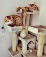Choosing the  Best Cat Trees for Big Cats 2022