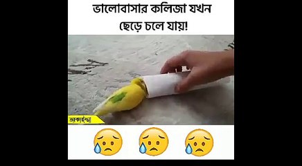 প্রিয় মানুষটাকে হারানোর যন্ত্রনা সেই বুঝতে পারে যে এটার শিকার হয়েছে_sad love story of two birds_love story_sad love story-04(1)_SD