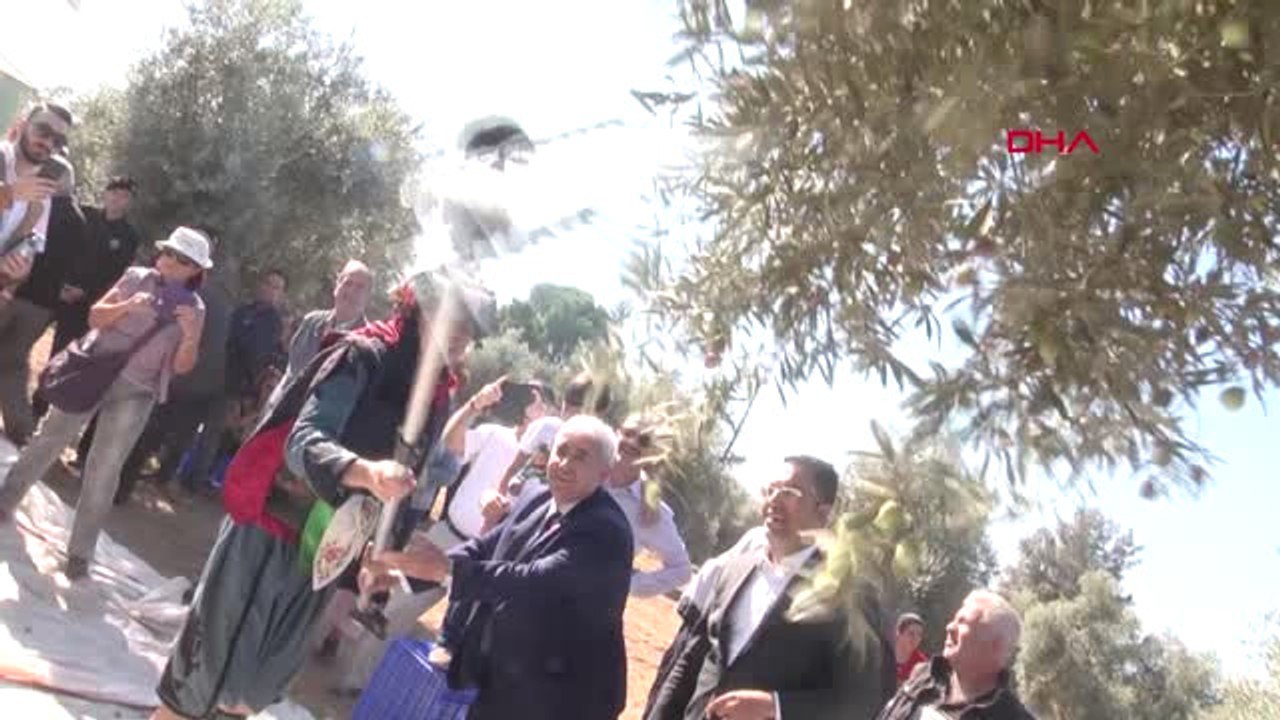 Milas'ta Zeytin Hasat Şenliği - Ek---