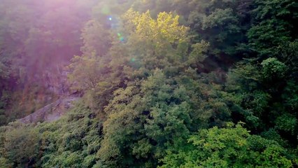 민통선 이북 산림유전자보호구역 체계적 관리 시급 / YTN