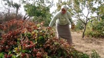 Siirt'in örnek kadın çiftçisi