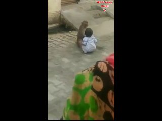 Whatsapp Viral V- Monkey Take Care Baby - Mother Instinct