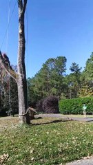 Precision Tree Felling and Removal in One