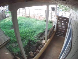 Packaged Dropped onto Dogs Head