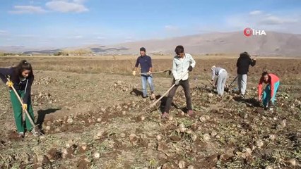 Muradiye'de Şeker Pancarı Sökümü
