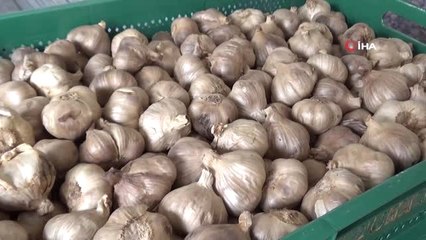 Alzheimer ve Kanser Hastalıklarının Önleyicisi 'Siyah Sarımsak' Avrupa'ya İhraç Edilecek